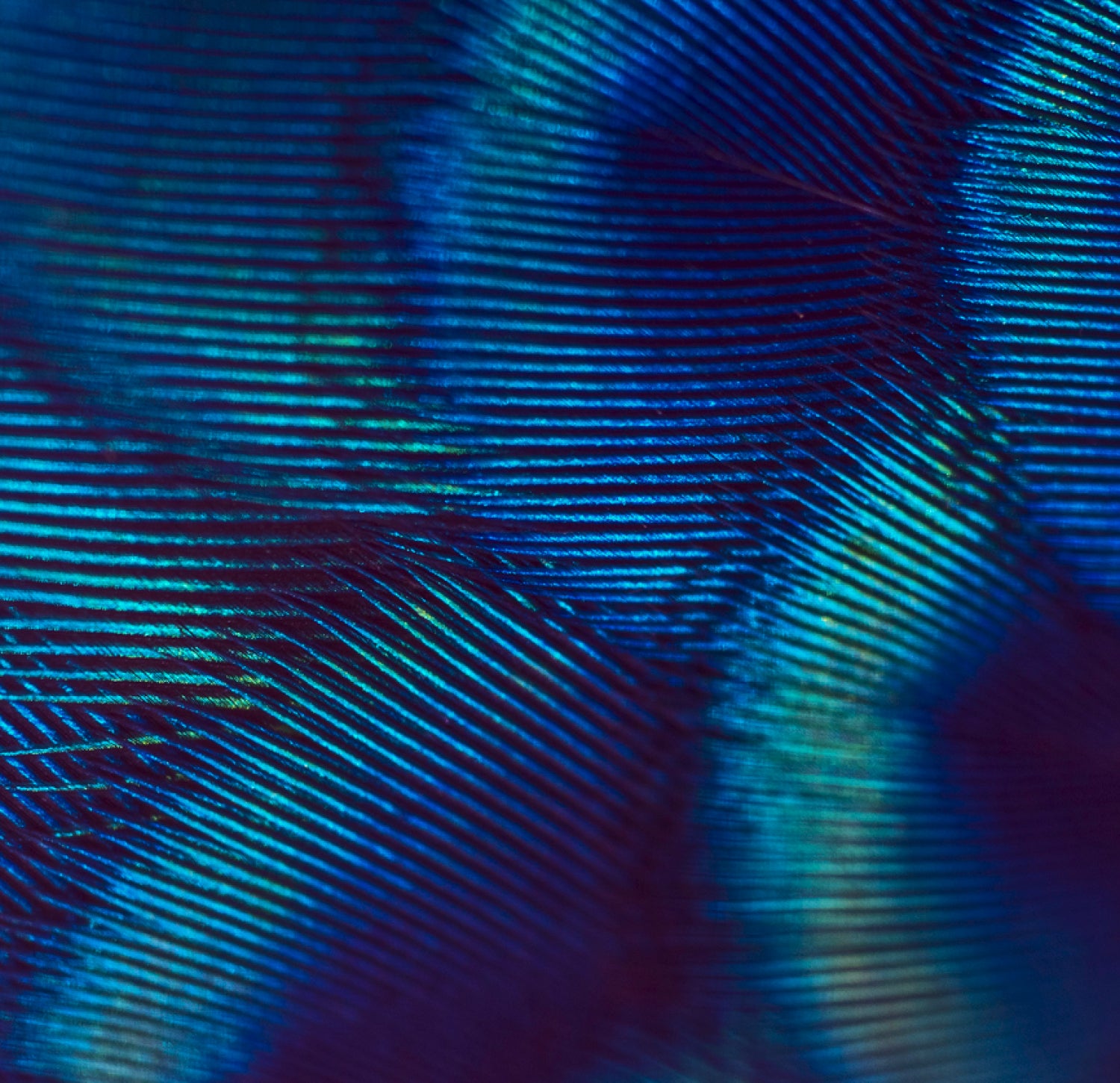 Blue feather background
