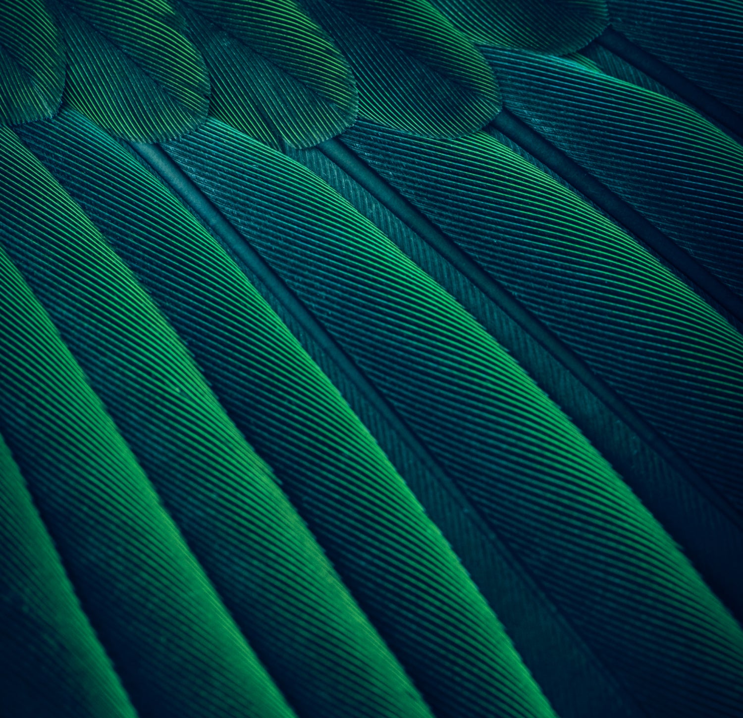 green feather background rectangle