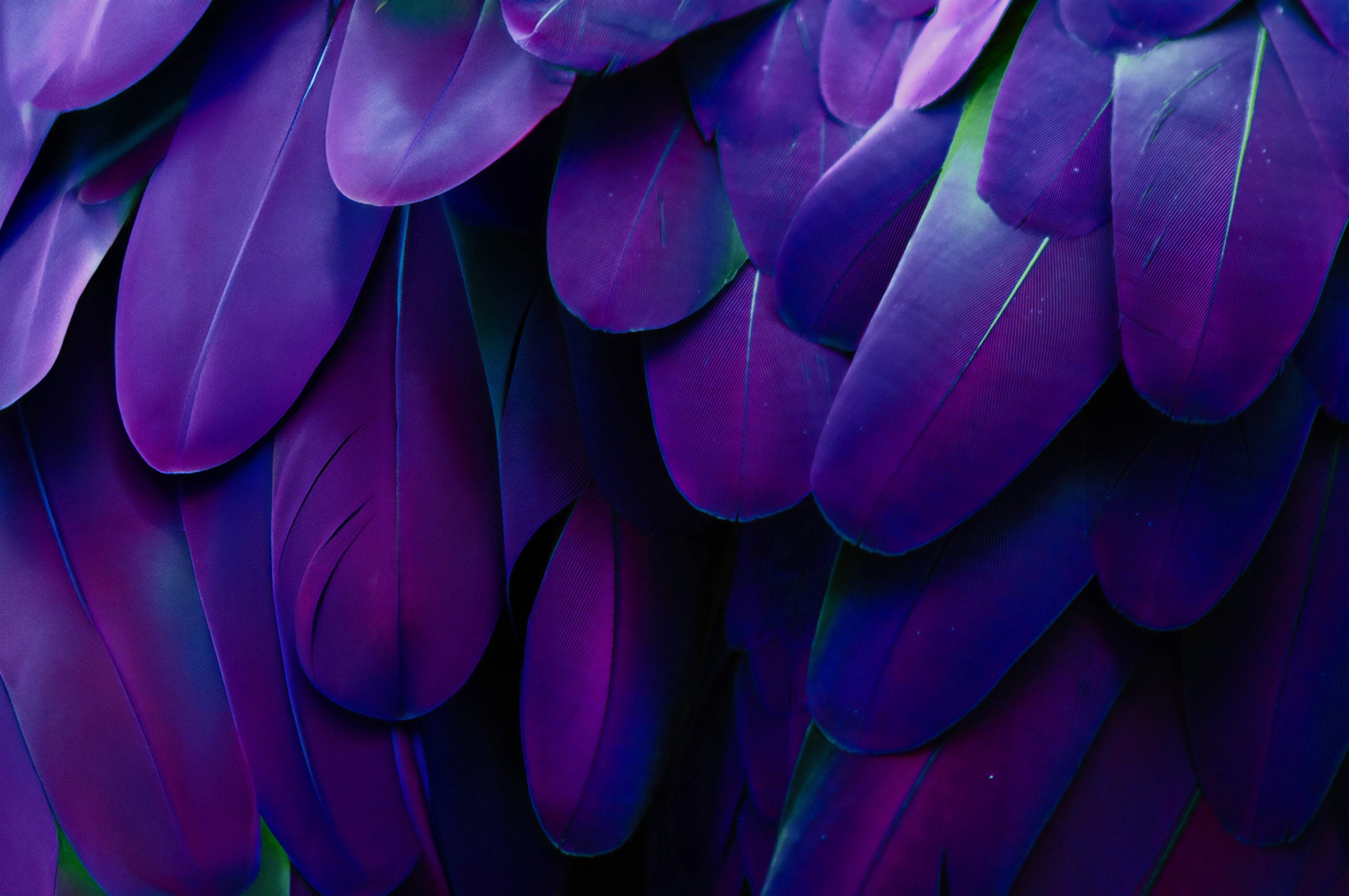 Purple feather background